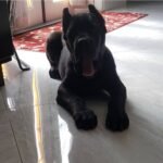 Tyson (Cane Corso)