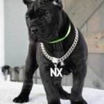 Tyson (Cane Corso)