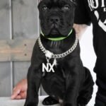 Tyson (Cane Corso)
