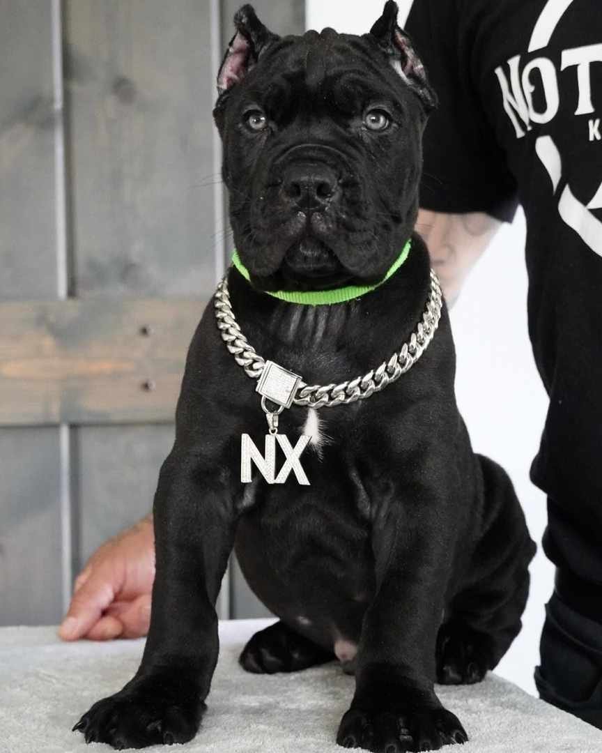 d07d4c07-c9b3-4328-b51d-7ce60ff08aef Tyson (Cane Corso) - Image 1