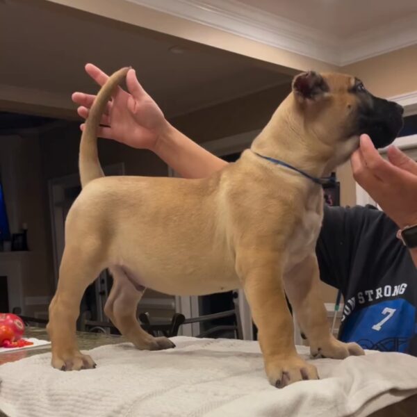 Apollo