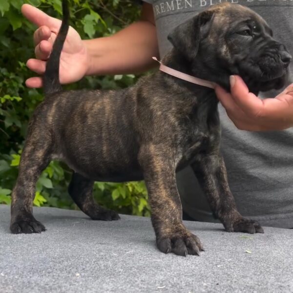 Diesel