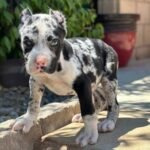 Amanda  Cane Corso