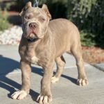 Philip(Cane Corso)