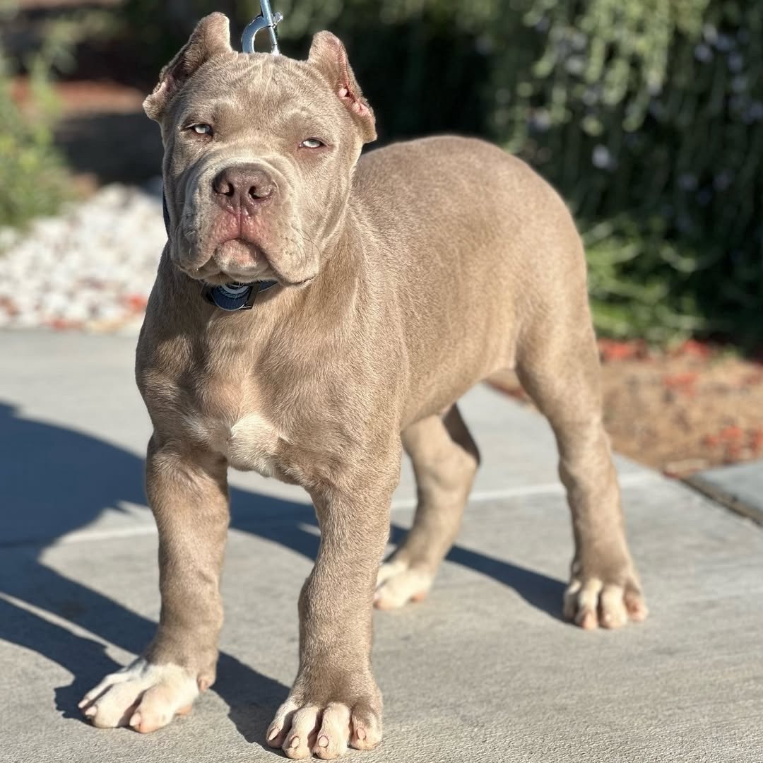 615ea727-2eae-4fc0-afe3-8babd31647b2-2 Philip(Cane Corso) - Image 1