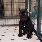Jack Cane Corso
