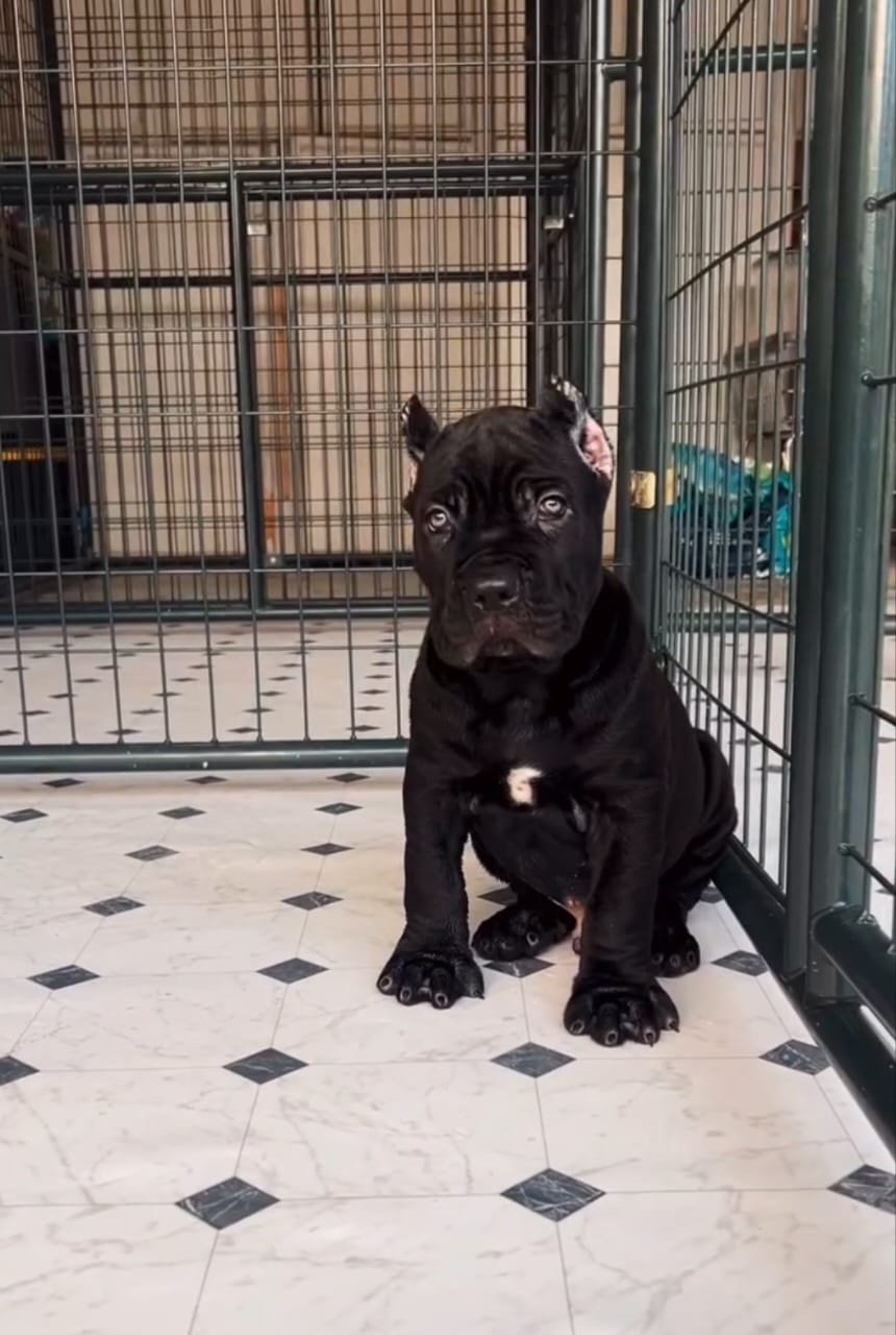68a359ab-be0b-4c75-9831-9d7c802ed539 Jack Cane Corso - Image 1