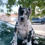 Bella Cane Corso