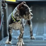 Alpha Cane Corso