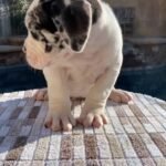 Mathew (Cane Corso)