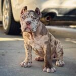 Ella (Cane Corso)