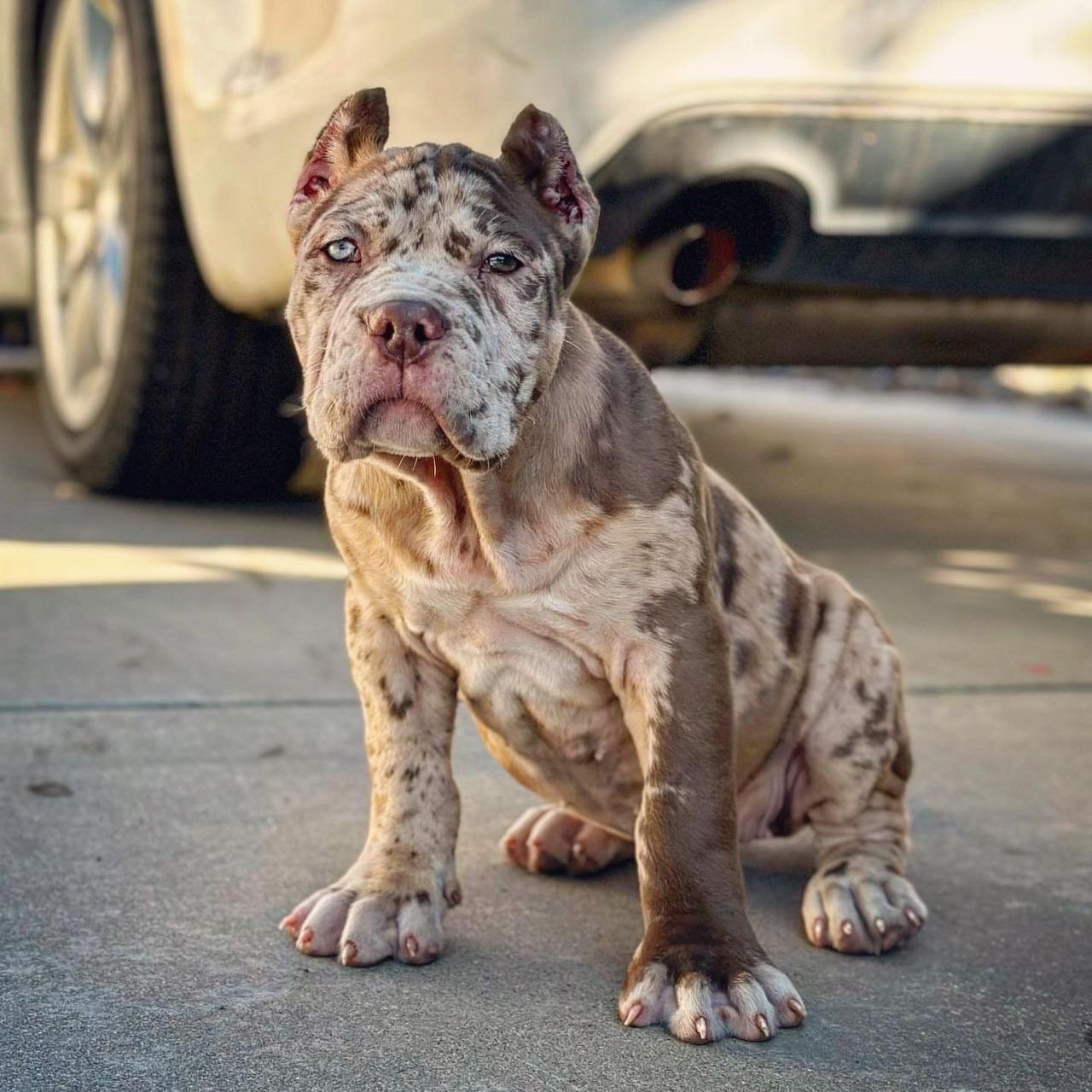 db2434c7-edc1-4416-905a-f72b94a28054 Ella (Cane Corso) - Image 1