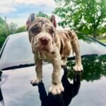 Rocky Cane Corso