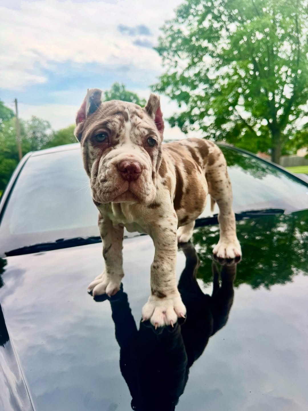 f8732aae-f8ac-43d5-8019-44c8f3828135 Rocky Cane Corso - Image 1