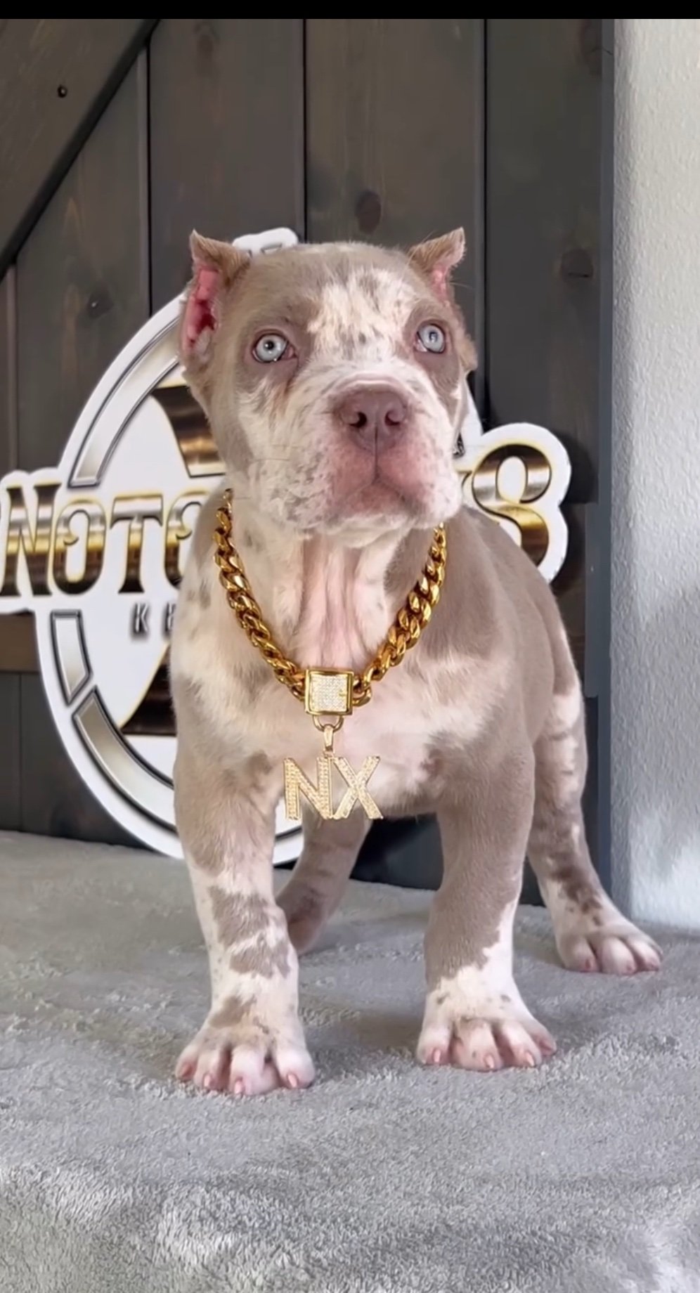 img_8778 Mathew - Image 1