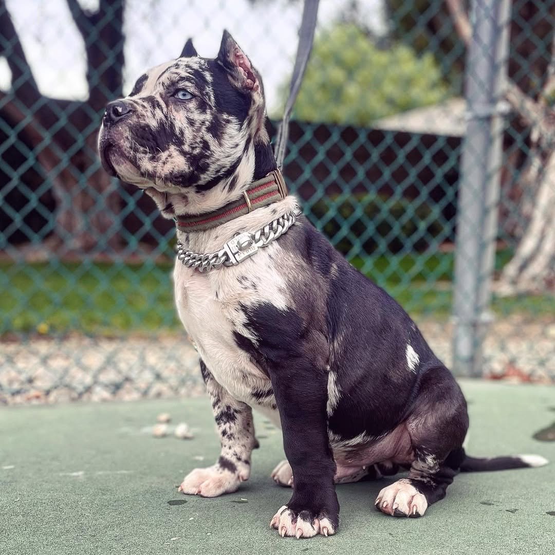20c1234e-327b-45f1-aa36-c09dc4b2cd2b Dixie Cane Corso - Image 1