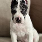 Stella (Cane Corso)