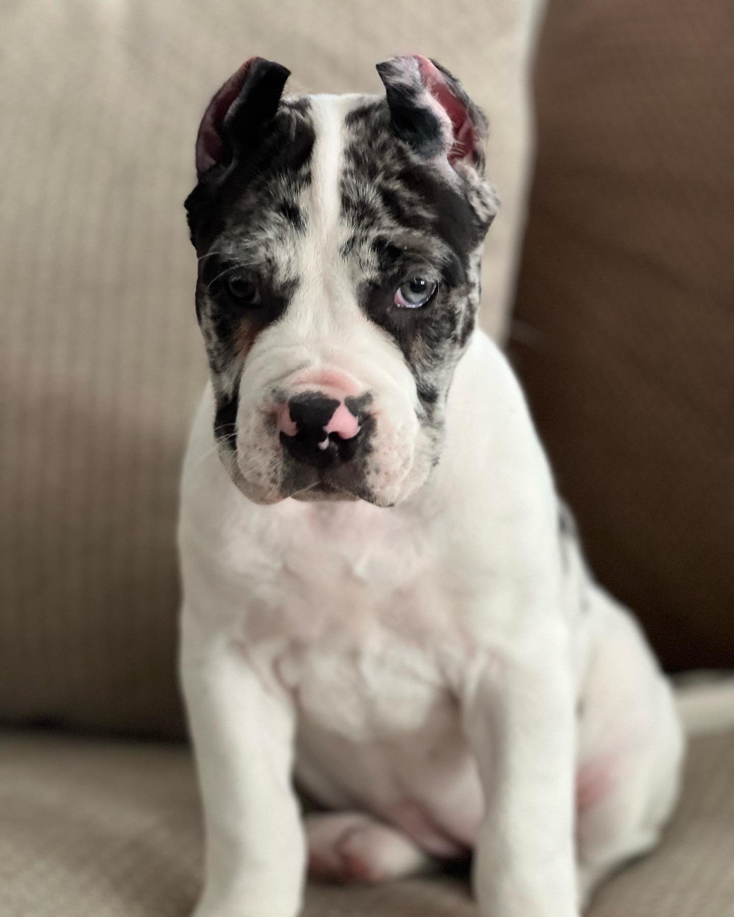 img_4676 Stella (Cane Corso) - Image 1