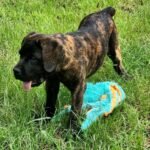 Purebred Cane Corso