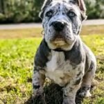 Purebred Cane Corso