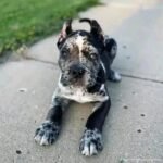 Purebred Cane Corso