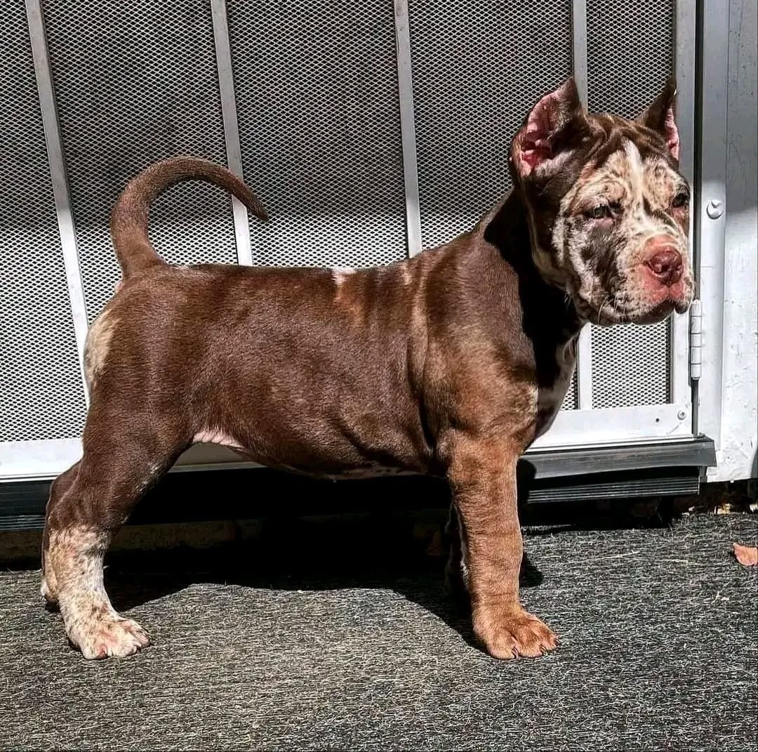 f91ed300-8313-4cb5-9125-6f625e108d24 Purebred Cane Corso - Image 1